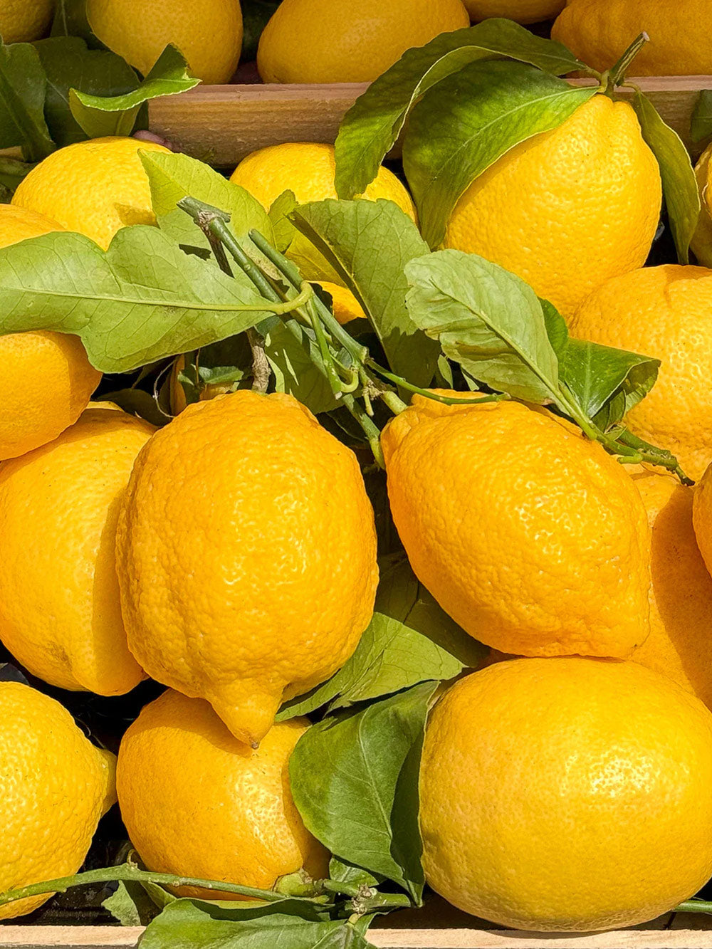 Цитрусовая Ривьера