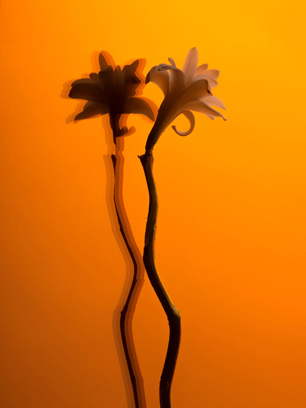 Tubéreuse Imperiale