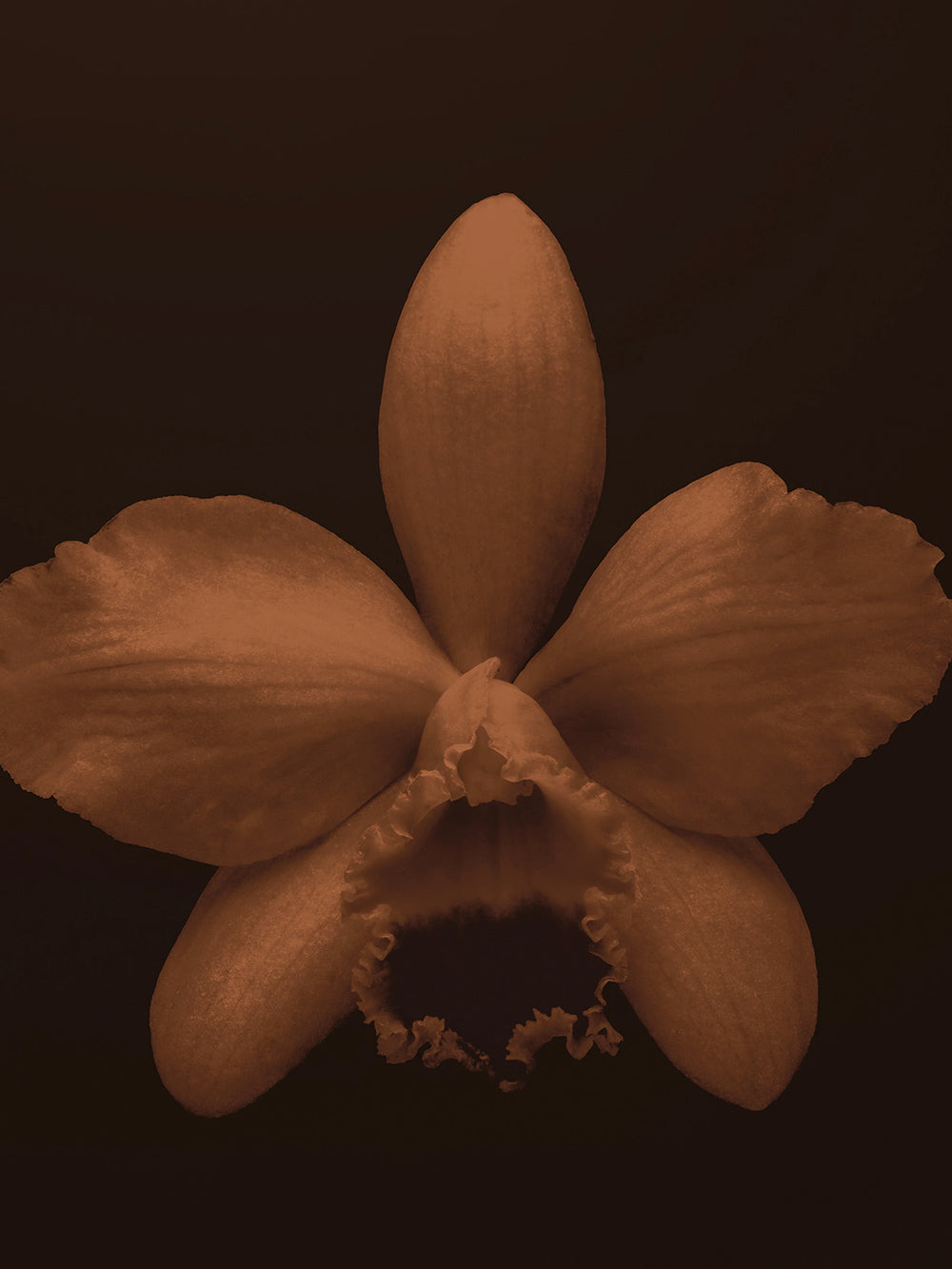 Ванильная икра