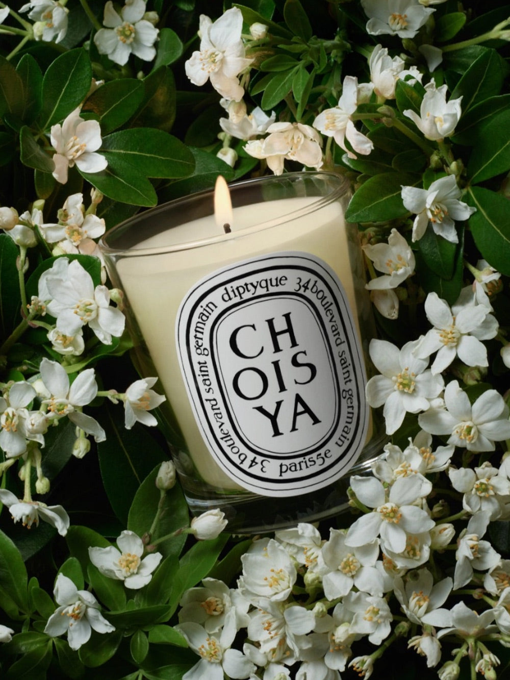 Candle Choisya