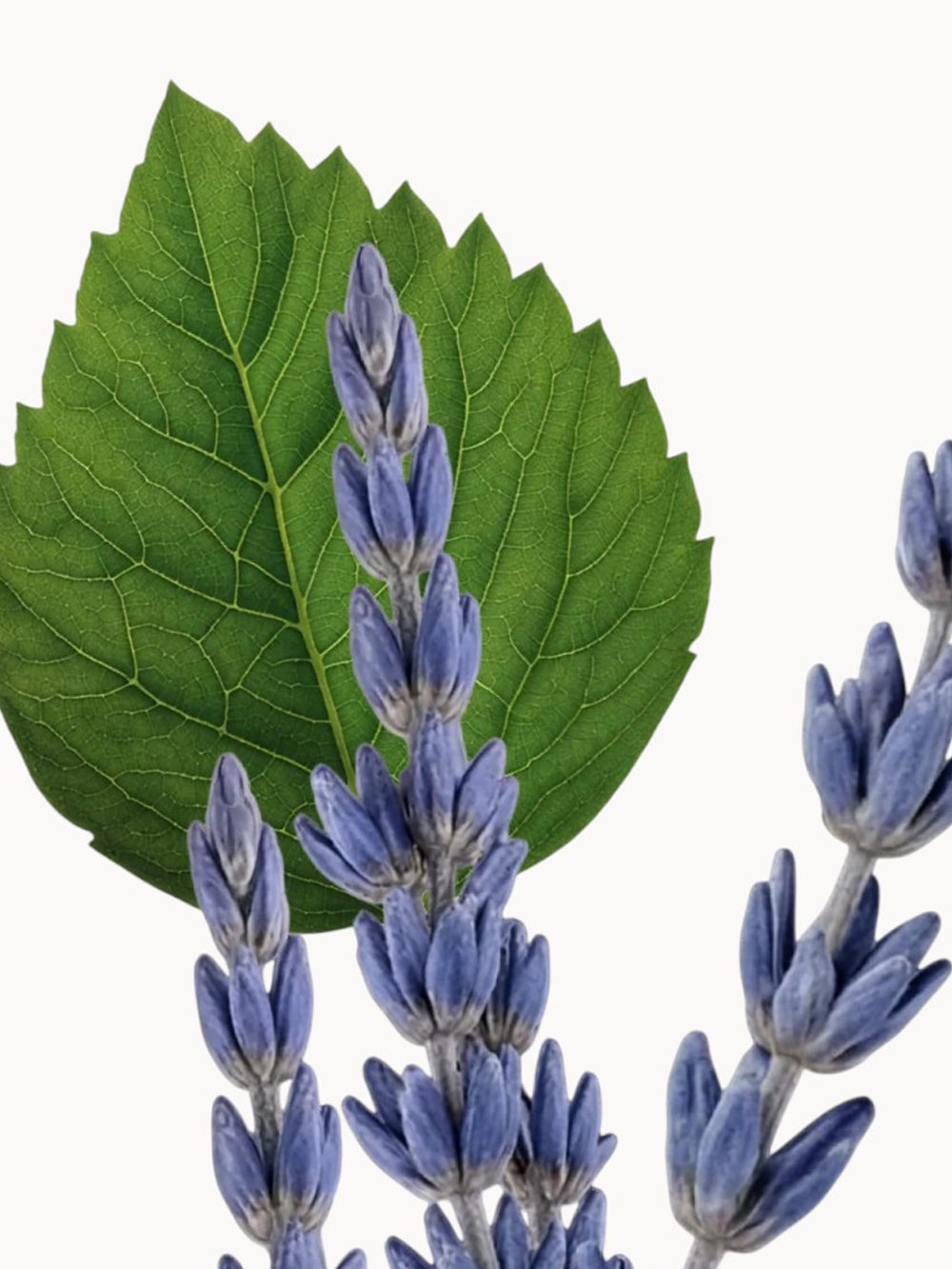 Layton Eau de Parfum