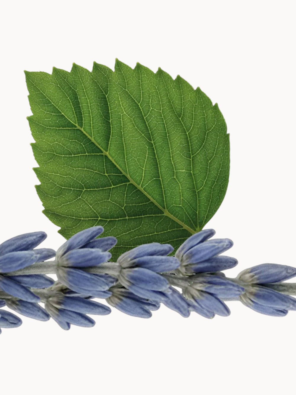 Gel de ducha de Layton