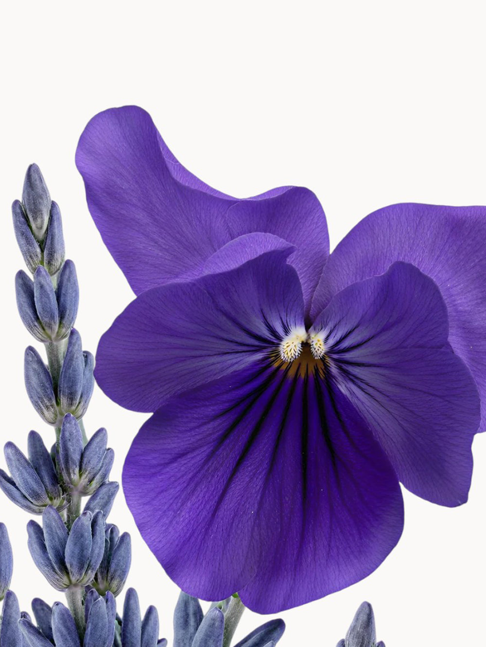 Palatine Eau de Parfum