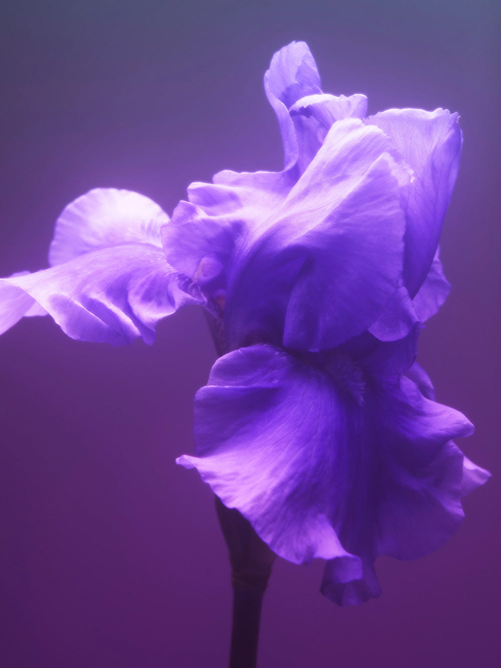 جريس تشارنيل