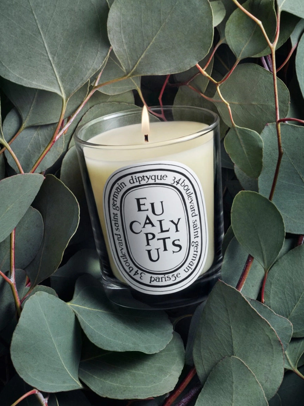 Candela all'eucalipto