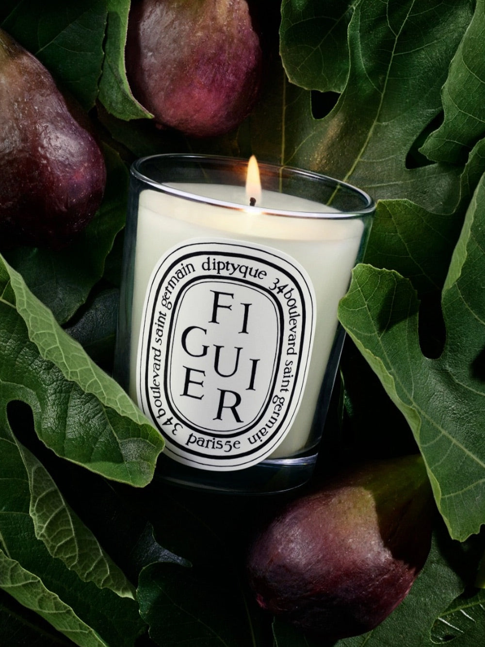 Candle Figuier